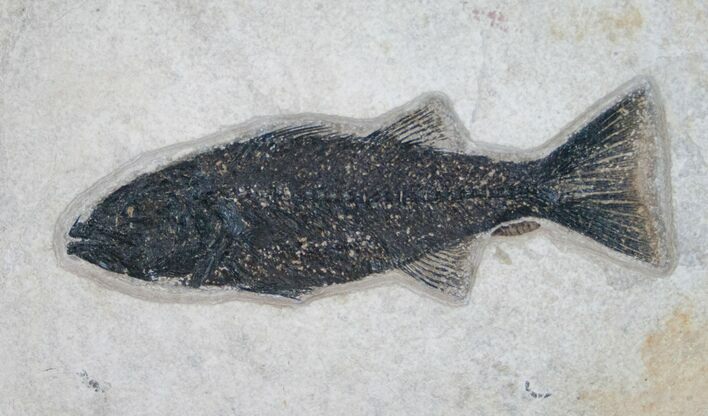 Predatory Mioplosus Fish Fossil - Wall Mount #8408
